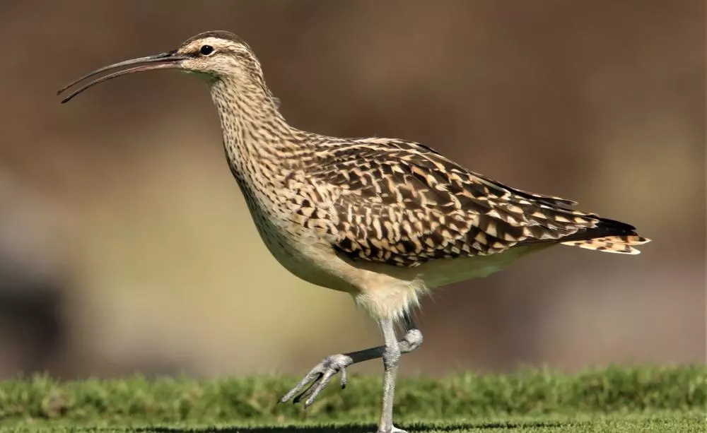 Las aves más singulares en peligro de extinción