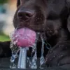 agua-para-perros