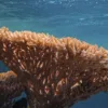 Coral Blanqueandose