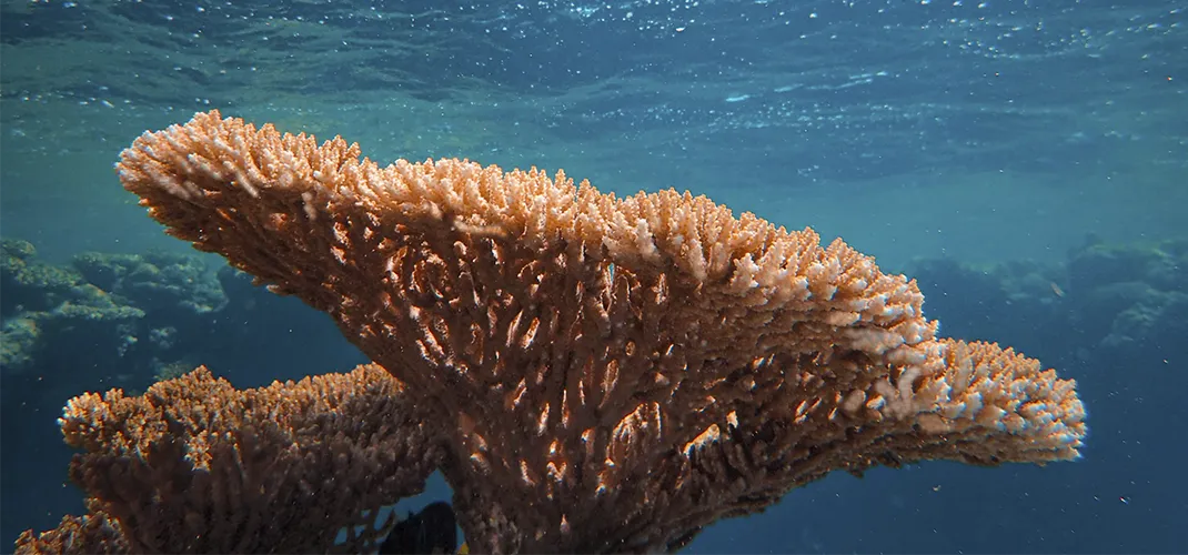 Coral Blanqueandose