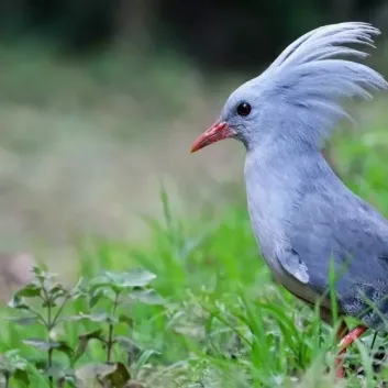 aves más singulares en peligro de extinción