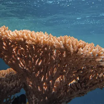 Coral Blanqueandose